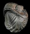 Large, Perfectly Enrolled Pedinopariops Trilobite - wide! #46340-4
